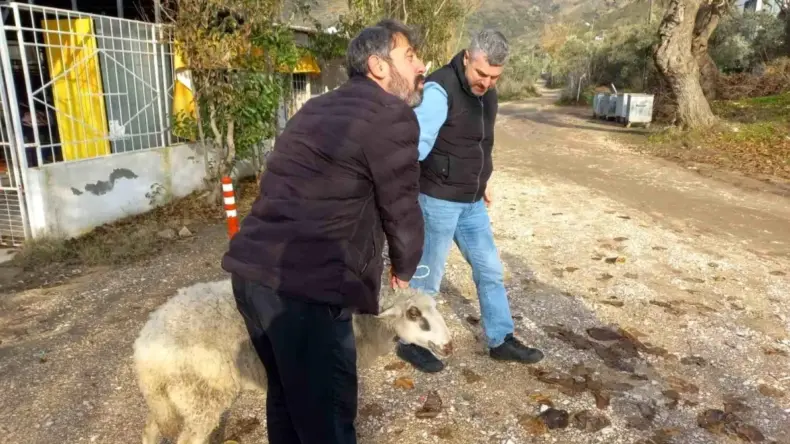 Balıkesir’de Koyun Kurtarma Operasyonu Başarıyla Sonuçlandı