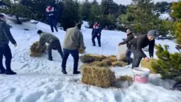 Balıkesir’de Yaban Hayvanlarına Kış Öncesi Yemleme Yapıldı