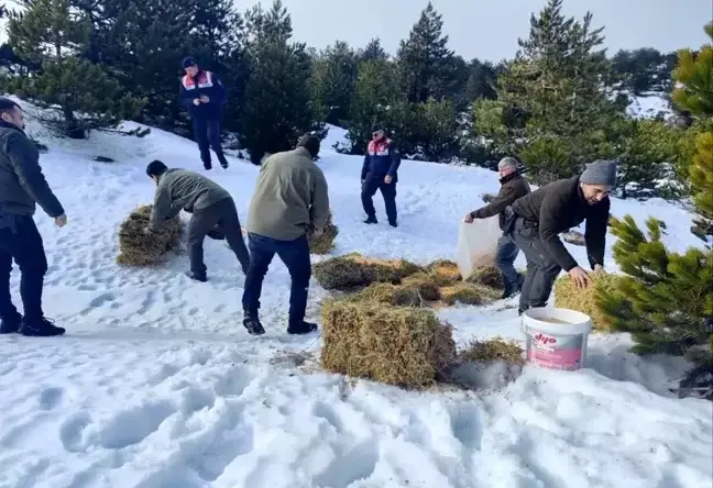 Balıkesir’de Yaban Hayvanlarına Kış Öncesi Yemleme Yapıldı